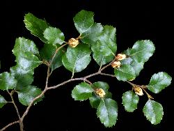 Image: P.B. Heenan © Landcare Research 2012 